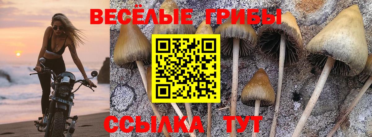 Галлюциногенные грибы ЛСД  Вход с VPN  Славгород  купить наркоту  Псилоцибиновые грибы мицелий 
